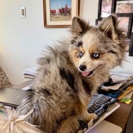 Timber - Merle male Pomsky puppy in Cave Creek, Arizona from Arizona Luxury Pomskies