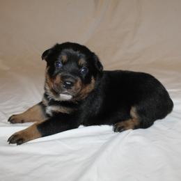Henrietta - Blue female Australian Cattle Dog puppy in Willamina, Oregon from Cherished Chihuahuas