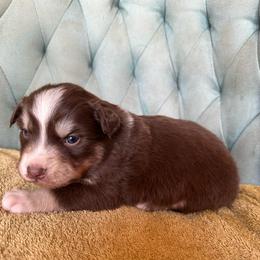 Girl 5 - Red tri-color female Australian Shepherd puppy in Bison, South Dakota from South Dakota Creekside Australian Shepherds