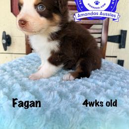 RTM lime collar - Red tri-color male Australian Shepherd puppy in Greenville, Texas from Amandas Aussies
