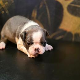 Lando - Blue male Boston Terrier puppy in Kingsport, Tennessee from Irish Heart Bostons