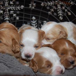 Cavapoo Puppies from Dogwood & Sassafras Companions
