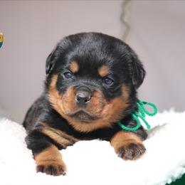 Nina - Black and mahogany female Rottweiler puppy in Uniontown, Alabama from CedarBluff Rottweilers