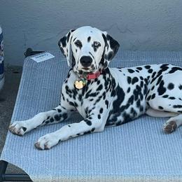 Dalmatian All Grown Up from Gateway Farm Dalmatians