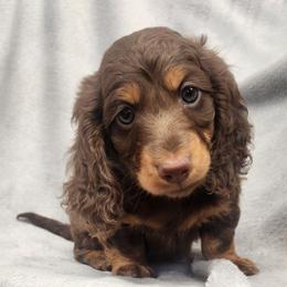 Fabio - Chocolate and tan male Dachshund puppy in Trenton, Florida from Kings Dachshunds