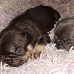 French Bulldog Puppies from Liebsthal