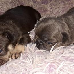 French Bulldog Puppies from Liebsthal