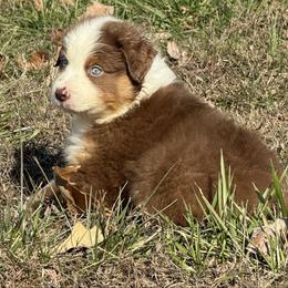 Girl 1- Red Tri - Red tri-color female Australian Shepherd puppy in Mayfield, Kentucky from Hamilton Farms