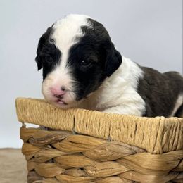 Olive - Grizzle and white female Sheepadoodle puppy in Greeneville, Tennessee from Smokey Mountain Sheepadoodles