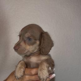 Buffy - Fawn (isabella) and tan female Dachshund puppy in Aubrey, Texas from Dollhouse Doxies LLC
