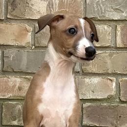 Yellow ( Boy 3) - Red male Italian Greyhound puppy in Arkadelphia, Arkansas from Concordia
