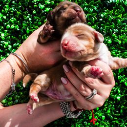 Kodak - Chocolate and tan male Dachshund puppy in Hialeah, Florida from Slinky Doxie 305