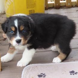 Black tri - Black tri-color male Australian Shepherd puppy in Allegan, Michigan from Parsons Australian Shepherds