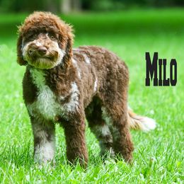 Milo - Labradoodle