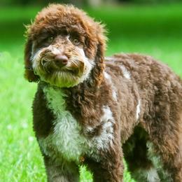Milo - Labradoodle