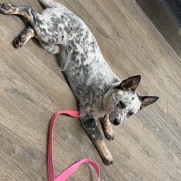 Esme - Australian Cattle Dog