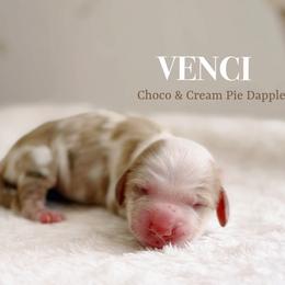 Venci - Piebald female Dachshund puppy in Inverness, Florida from Canaan Farm Corgis