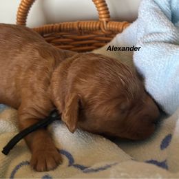 Alexander (Black Collar) - Red  male Poodle puppy in Huntsville, Alabama from Flint River Poodles