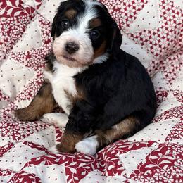 Erica- Purple collar girl - Tri-color female Bernedoodle puppy in Colorado Springs, Colorado from Mercy Mountain Bernedoodles