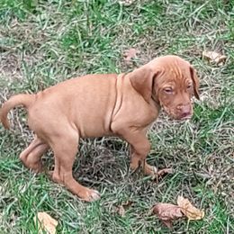 Girl 4 - Golden rust female Vizsla puppy in Linden, Michigan from Russell Tincher