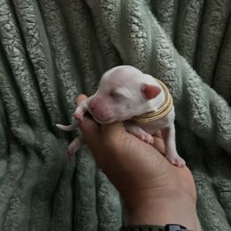 Goldendoodle Puppies from Lasting Legacy Family Dogs