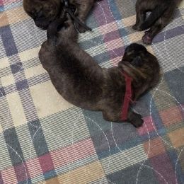 Miss Maroon - Brindle female Cairn Terrier puppy in Savannah, Missouri from WoodSchott Cairn Terriers