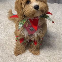 Cavapoo and Dachshund Puppies from Barnyard Dachshunds, Dals & Doodles