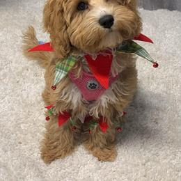 Cavapoo and Dachshund Puppies from Barnyard Dachshunds, Dals & Doodles