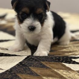 Girl K-4 - Biewer Terrier puppy from Golden Corner Puppies