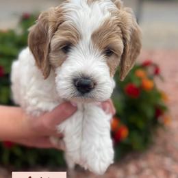 Seth - Parti male Goldendoodle puppy in Tonopah, Arizona from DJ’s Doodles