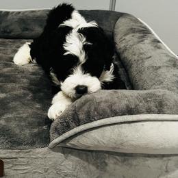 Geno - Black and white male Sheepadoodle puppy in Spokane, Washington from Downriver Doodles