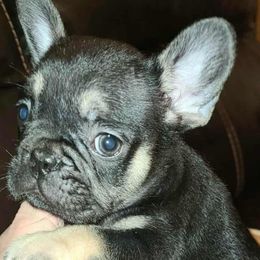 Gigi - Black and tan female French Bulldog puppy in Graham, Washington from Kristy's French Bulldogs & Mini Schnauzers
