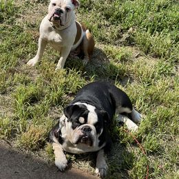 Roxy - Bulldog