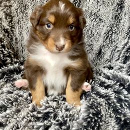 Australian Shepherd Puppies from Burdock Hill Australian Shepards