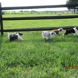 Australian Shepherd Puppies from Susquehannock Aussies