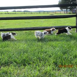 Australian Shepherd Puppies from Susquehannock Aussies