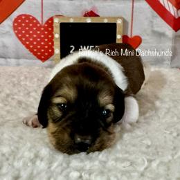 Boy two - Brindle male Dachshund puppy in Lakeland, Florida from Ruthie’s Rich Mini Dachshunds