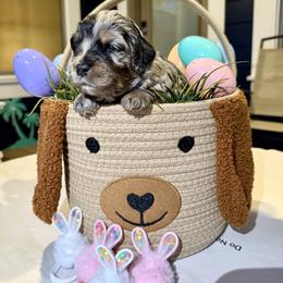 Bernedoodle, Cavalier King Charles Spaniel, and Poodle Puppies from Ellas.Pups (Bernedoodles & Cavapoos)