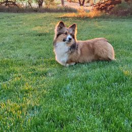 American Corgi and Pembroke Welsh Corgi All Grown Up from Lindsey Martin