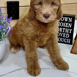 Goldendoodle Puppies from Jeremy Dafoe