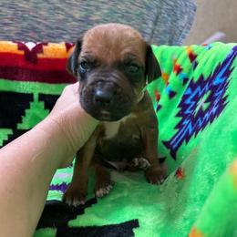 Boy 5 - Wheaten blk nose male Rhodesian Ridgeback puppy in Ocala, Florida from DogWood Kennels