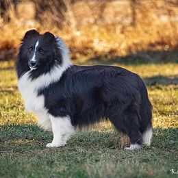 Meg - Shetland Sheepdog