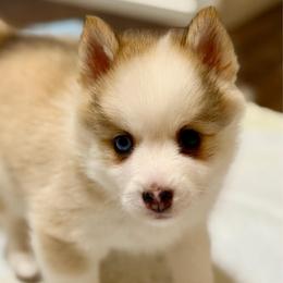 Rocky - Silver and white male Pomsky puppy in Magnolia, Texas from Solace Shelties and Pomskies