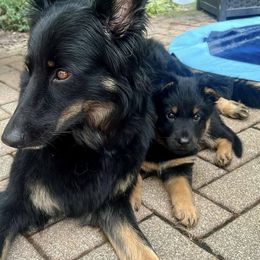 Bohemian Shepherd Puppies from Bohemia Schubertus