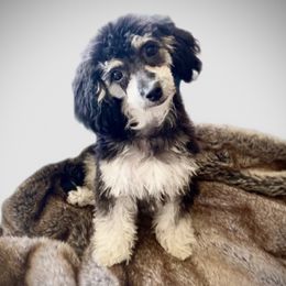 Sadie - Goldendoodle