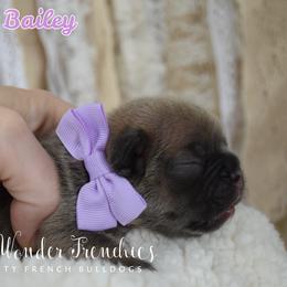 Miranda Bailey - Blue fawn female French Bulldog puppy in Loxahatchee, Florida from Blue Wonder Frenchies