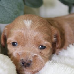 Assorted Doodle Crosses, Shihpoos, and Shih Tzus from Curls & Paws Canines
