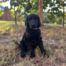 Poodle Puppies from Tyler Family Poodles