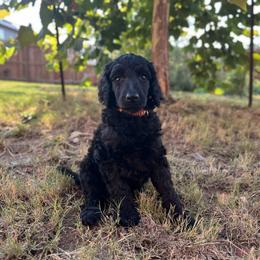 Poodle Puppies from Tyler Family Poodles