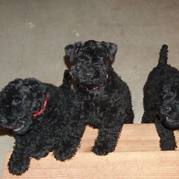 Kerry Blue Terriers from Cavan Kerry Blues
